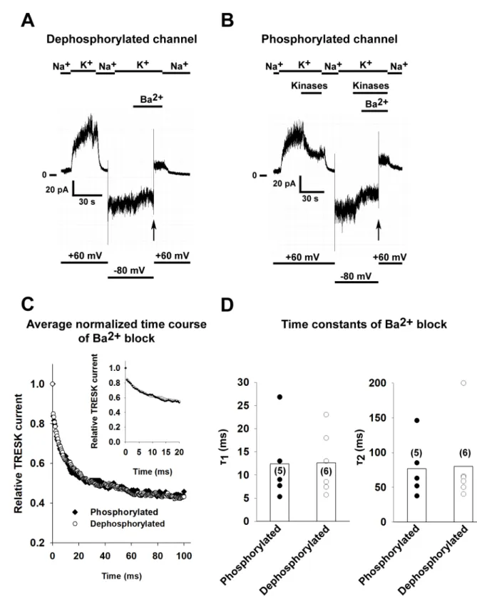Fig 4. The phosphorylation state of TRESK does not influence the kinetics of Ba 2+ block