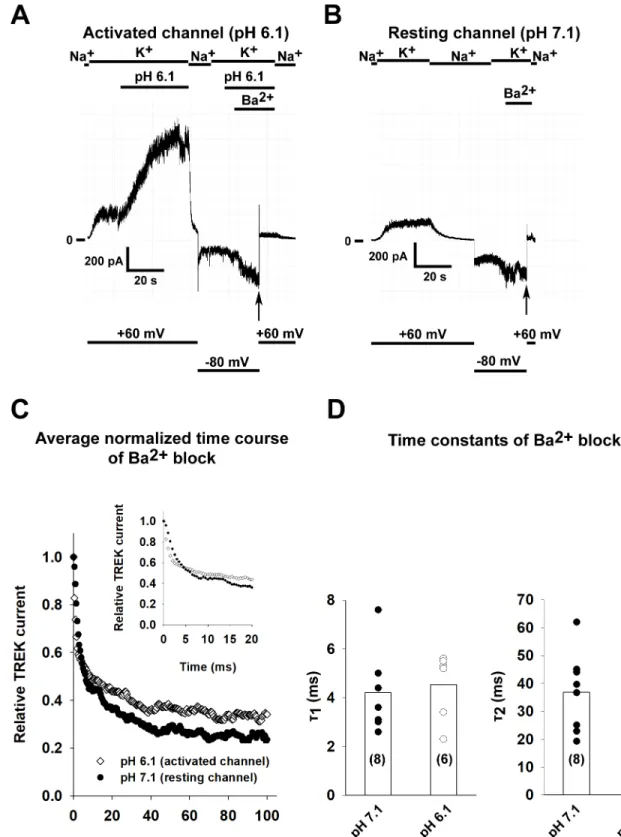 Fig 2. The kinetics of Ba 2+ block is not affected by the activation of TREK-1 channel