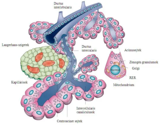 1. ábra. A humán pancreas felépítése (1) 