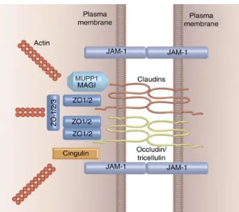 10. ábra. A ZO-fehérjék elhelyezkedése és kapcsolata egyéb TJ-proteinekkel (68) 