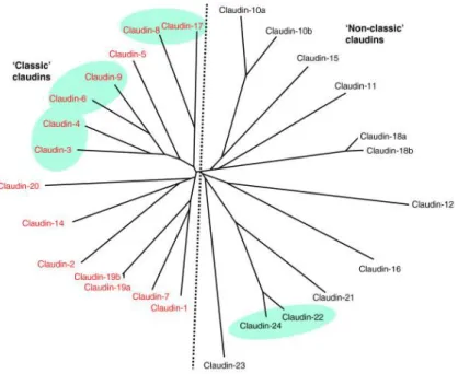 11. ábra. A humán claudin proteinek filogenetikai fája (73) 