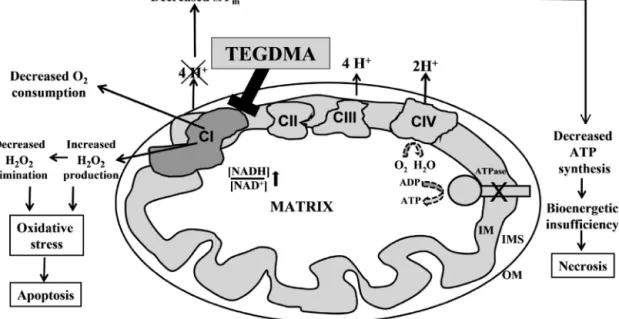 Fig. 8 – Schematic summary of TEGDMA-induced mitochondrial damage. The primary target of TEGDMA is identiﬁed as the CI