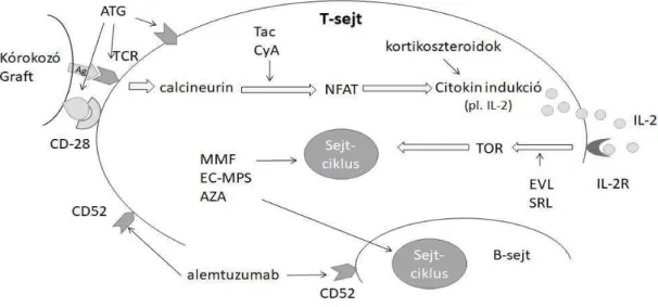 5. ábra Az immunszuppresszió hatásmechanizmusa. Ag: antigén, APS: antigén prezentáló  sejt, TCR: T-sejt receptor, Tac: tacrolimus, CyA: cyclosporin A, NFAT: nukleáris faktor  aktivált T-sejtben, ATG: anti-thymocyta globulin, MMF: mycophenolate mofetil, MPS