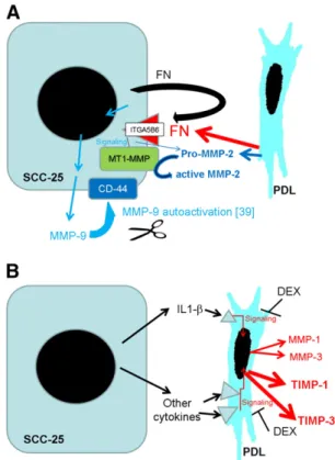 Fig. 1 – Summary of the suggested mechanism for the regulation of MMPs and TIMPs in the paracrine interplay between SCC-25 cells and fibroblasts