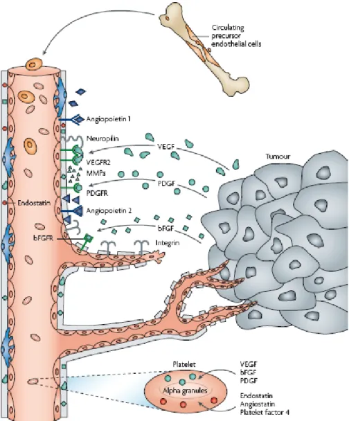 Figure  2.  The  process  of  tumor-induced  angiogenesis  (69).  Main  angiogenic  growth  factors  (VEGF,  PDGF,  bFGF)  are  secreted  by  tumor  cells  or  platelets  and  bound  to  their  transmembrane  receptors  on  ECs