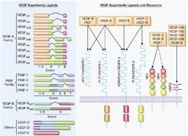 Figure 5. shows the main ligands and receptors of the VEGF superfamily.  