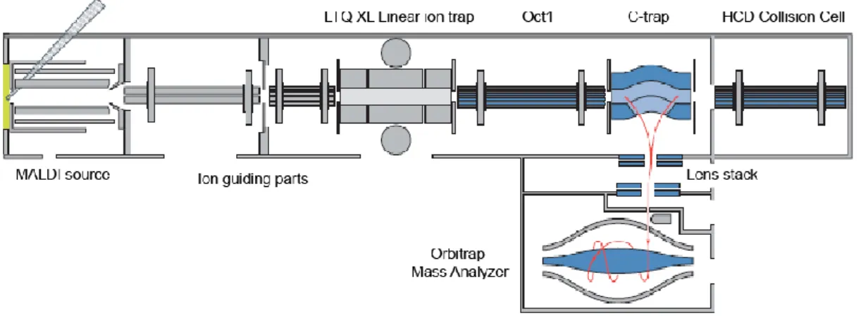 Figure 14. Structure of the MALDI LTQ Orbitrap XL mass spectrometer (406).  