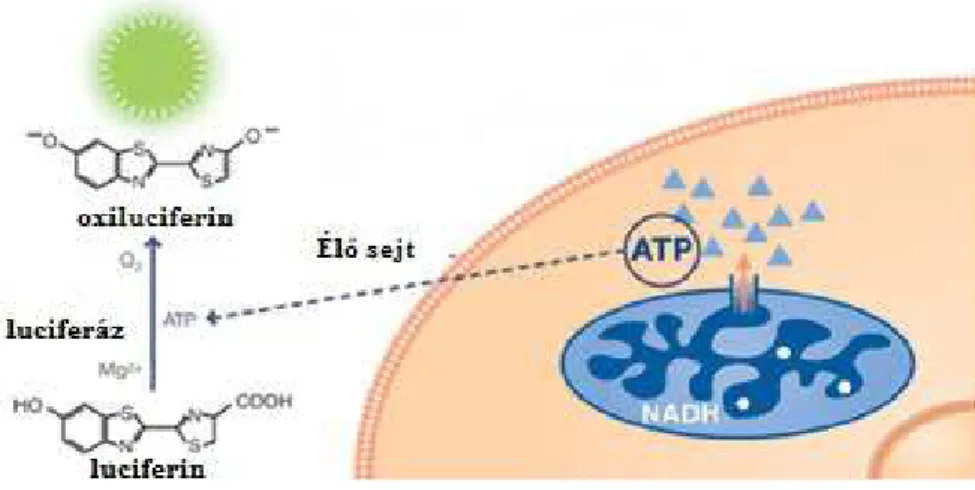 8. ábra A CellTiter-Glo módszer működési elve [107]. 