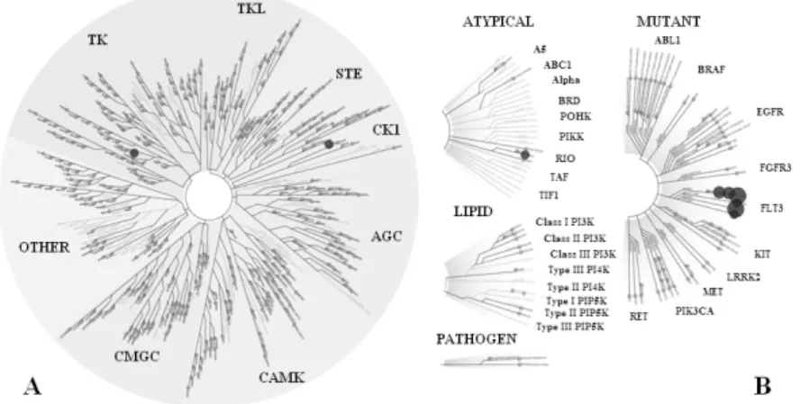 Figure 5 The selectivity illustrated on the kinase tree. Target  proteins are shown on Figure A and the percentage of protein  binding can be seen on Figure B 