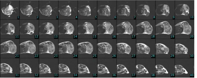 Fig 3. MRI slices in the case of a control group mouse ( C4 ) on the 23rd day of the experiment (Phase III/3).