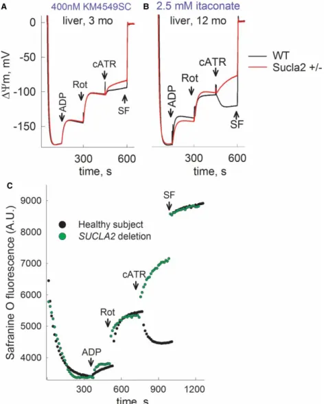Figure 8. Reconstructed time courses of safranin O signal calibrated to ΔΨ m (solid traces), and parallel measurements of oxygen concentration in the medium (dotted traces) in mitochondria of 3- and 12-month-old WT (black) and Sucla2+/ − (red) mice isolate