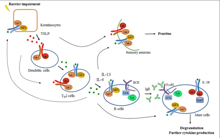 FIGURE 2 | Tyrosine kinases in the development of atopic dermatitis. Barrier impairment is one of the initial steps in the pathogenesis of atopic dermatitis which leads to the production of TSLP by keratinocytes that activates dendritic cells in a Jak1/Jak