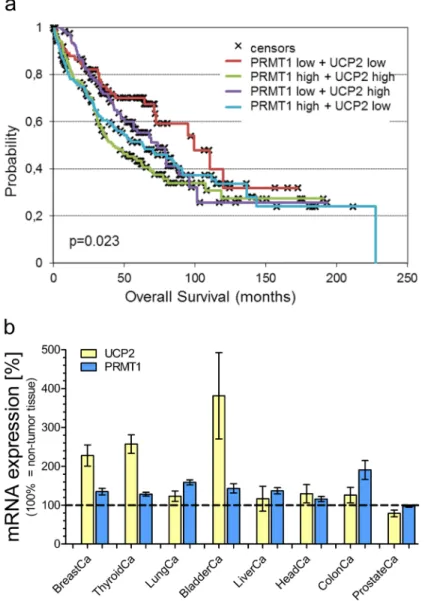 Figure 3: Survival analysis of lung carcinoma patients and mRNA expression analysis.  Overall survival probability of  lung carcinoma patients was analyzed in regard to the individual mRNA expression of UCP2 and PRMT1 (UCP2-high/PRMT1-high  vs
