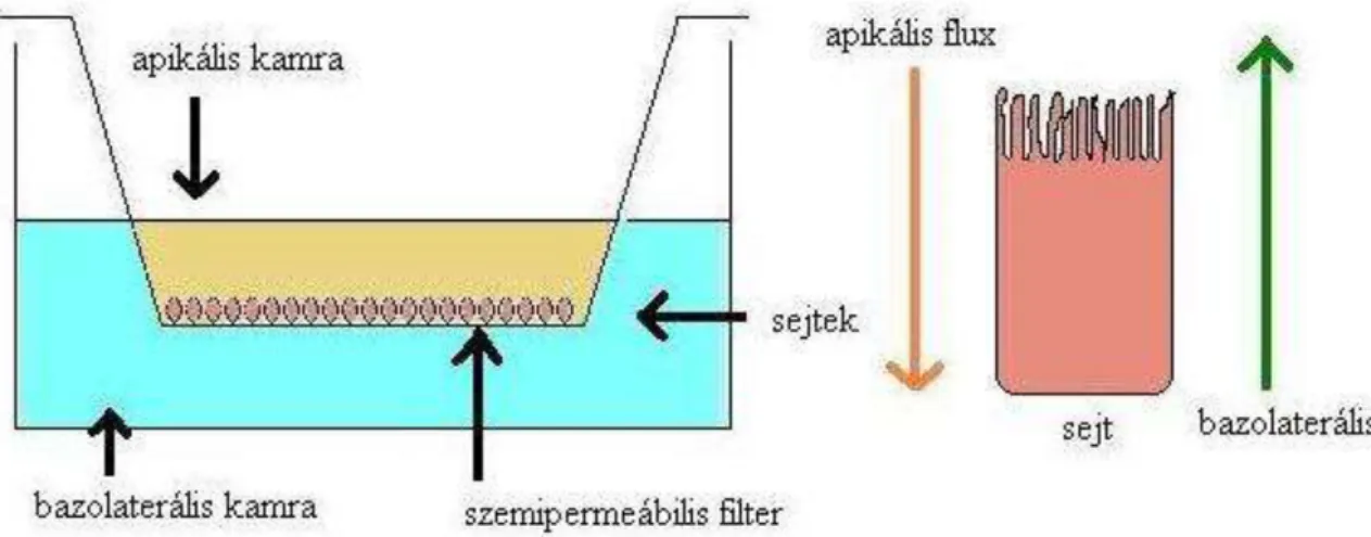 9. ábra. A Caco-2 transzport modell vázlata. Az apikális kamra felől a bazális kamra  felé történik a farmakon-transzport 