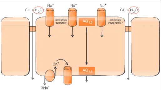 2. ábra. Az epithelialis Na + -transzport és az aquaporinok jelentõsége születéskor (abszorbeá- (abszorbeá-ló epithelium)