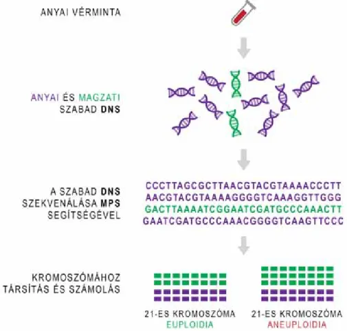 2. ábra A nem invazív praenatalis tesztelés jelenleg elterjedt módszerei