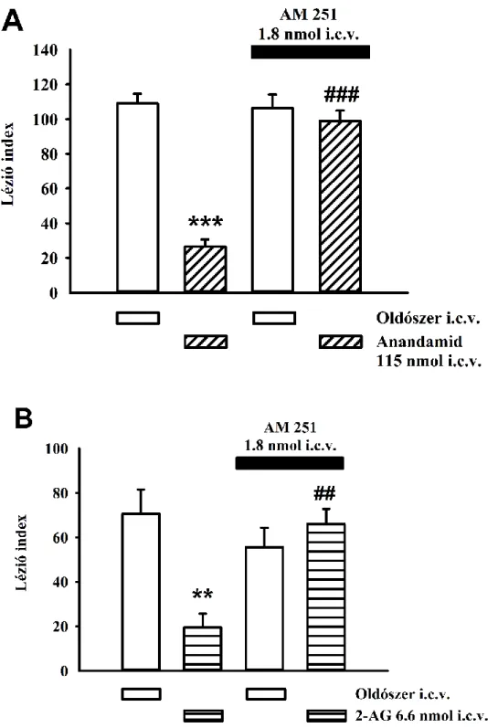 5. ábra. Az inverz agonista AM 251 (1.8 nmol i.c.v.) hatása az anandamid (115  nmol  i.c.v.;  A)  és  a  2-AG  (6.6  nmol  i.c.v.;  B)  gasztroprotektív  hatására