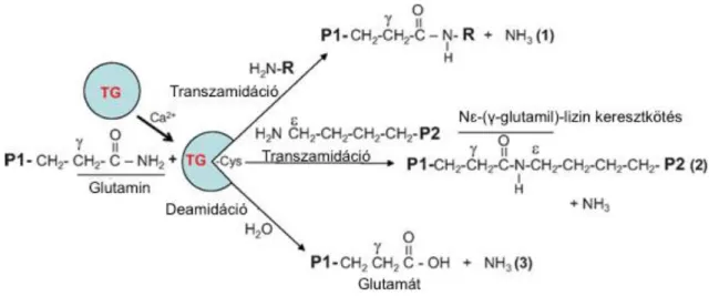 1. ábra A transzglutaminázok katalizálta enzimatikus reakciók. 9  (1) Szabad  aminocsoport keresztkötése (2) Protein-protein keresztkötés N ɛ -(γ-glutamil)-lizin  izopeptid kötésen keresztül (3) Glutamin deamidálása, mely peptidlánchoz kötött 