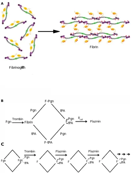 9. ábra. A fibrinogén-fibrin átalakulás és a fibrinolízis folyamata. 212  (A) A  fibrinogén központi doménje (zöld) az N-terminális fibrinopeptid A és B-vel (piros), 