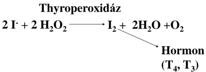 14. ábra  A  TPO  által  katalizált  reakció  A  thyroperoxidáz  molekuláris  jódot  hoz  létre  H 2 O 2   felhasználásával  a  jodid  ionokból  mely  aztán  a  hormonszintézishez  használódik fel