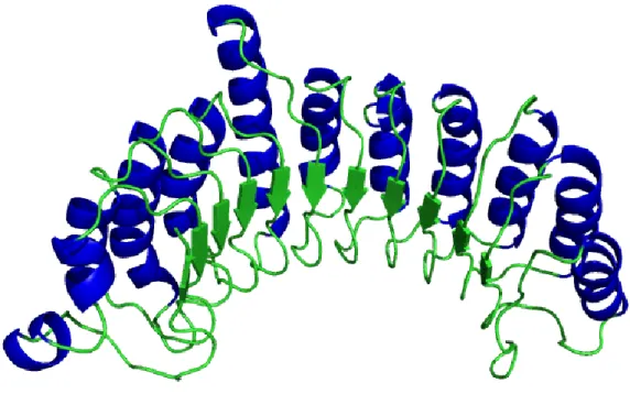 17. ábra  A  sorba  kapcsolt  LRR  domének  szerkezete  A  belső  konkáv,  a  képen  zölddel  jelölt  hidrofób  felszín  gyakran  biztosított  strukturális  alapot   protein-protein interakciókhoz  157 