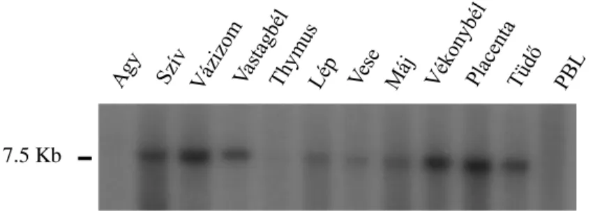 18. ábra  A  PXDN-t  kódoló  mRNS  expressziós  mintázata  humán  szövetekben  A  peroxidazint  kódoló  mRNS  az  agy  kivételével  minden  szövetben  kimutatható  (Laborunk korábbi eredményeiből)