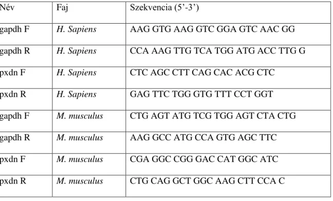 21. ábra A kvantitatív PCR-hez használt primer szekvenciák 