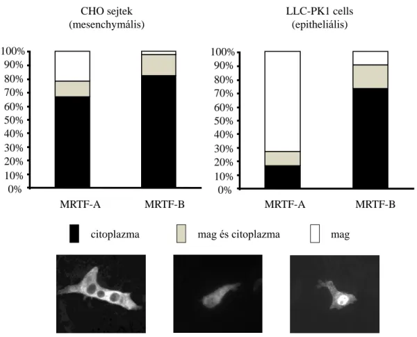 22. ábra  Az  MRTF  lokalizációja  fibroblasztszerű  és  epithel  sejtekben.  CHO  sejtekben mindkét transzkripciós faktor többnyire a citoplazmában helyezkedett el,  míg  LLC-PK1  sejtekben  az  MRTF-A  elsősorban  nukleáris  festődést  mutatott,  az  MRT