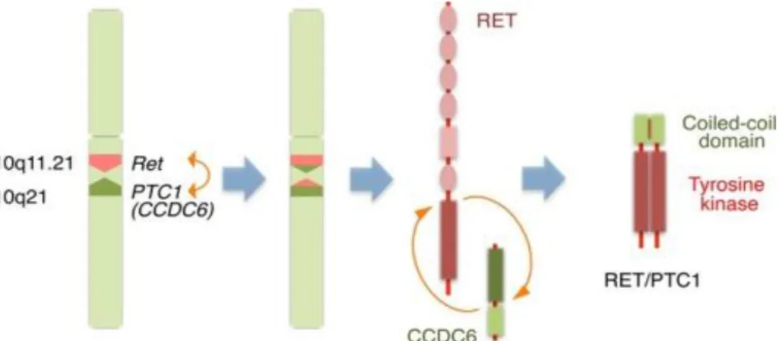 8. ábra: A RET/PTC1 kialakulása a RET és a CCDC6 gének fúziója során. 