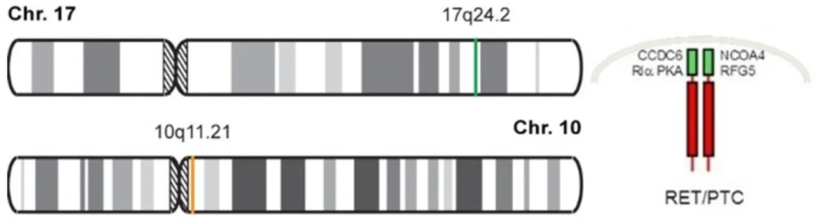 9. ábra: A RET/PTC2 kialakulása. A 17. kromoszóma hosszú karján található  PRKAR1A és a 10