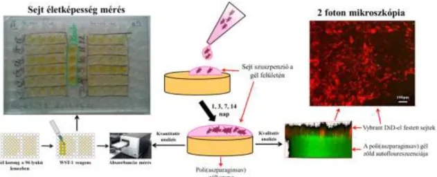 20. ábra: A sejtes kísérletek során végrehajtott kvantitatív és kvalitatív mérések  sematikus ábrája