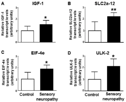 Figure 10 Results of the qRT-PCR measurement of the mRNA level of four selected  microRNA targets,  namely Igf1 (A), Slc2a12 (B), Eif4e (C) and Ulk2 (D), in the rat  model of sensory neuropathy-induced diastolic dysfunction in comparison to the control 
