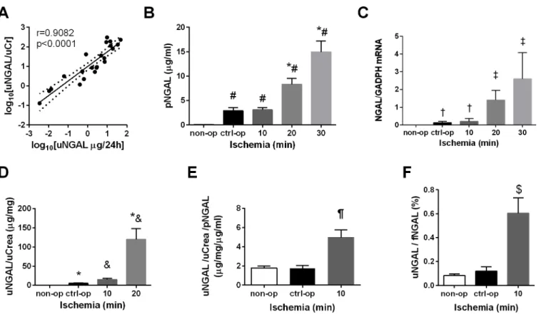 Fig 3. Urinary NGAL was sensitive enough to detect 10-min ischemia. (A) Urinary NGAL normalized to urinary creatinine correlated significantly with 24-hour urinary NGAL (r = 0.9082, p &lt; 0.0001)