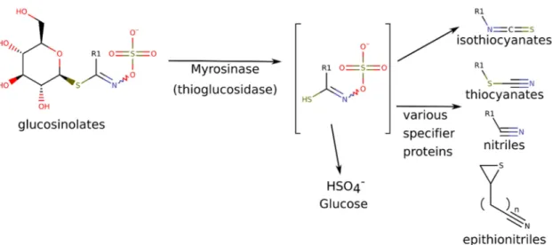 Figure 1. Conversion of glucosinolates into isothiocyanates and other various volatile breakdown products, depending on reaction conditions