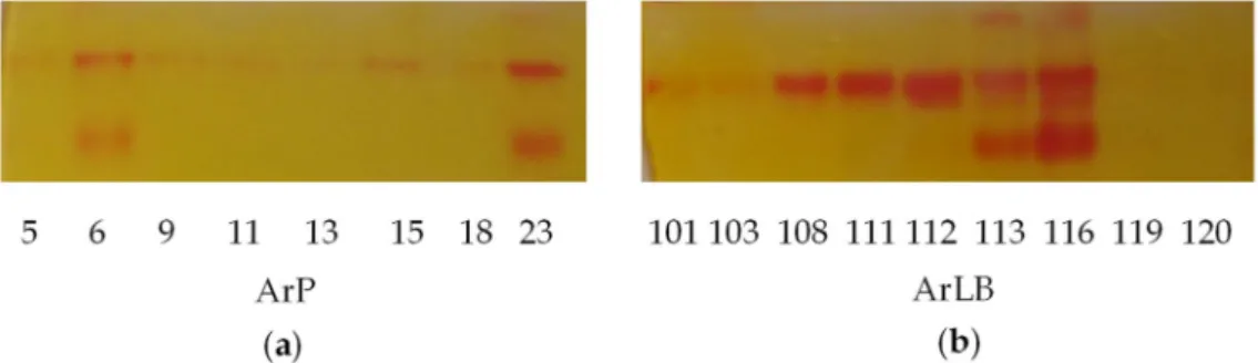 Figure 2. On-gel detection of myrosinase of the horseradish (Armoracia rusticana) hairy root clones, (a) initiated from petiole (ArP), (b) initiated from leaf blade (ArLB) shows visible variability