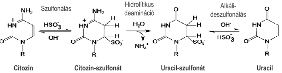 7. ábra: A biszulfit konverzió folyamata. Nátrium-biszulfit kezelés eredményeképpen a  nem  metilált  citozin  nukleotidok  nukleofil  támadást  szenvednek  és  uracillá  alakulnak,  az  5-metilcitozin  nukleotidokat  nem  érinti  a  módosítás
