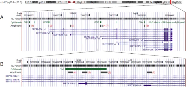 11. ábra:  A SEPT9  gén lokalizációjának és  genomi szervezettségének illusztrálásához  az  UCSC  genom  böngészőt  (http://genome.ucsc.edu)  használtuk