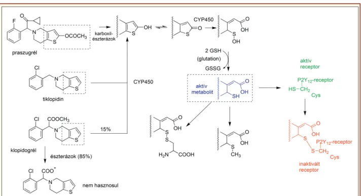 15. ábra: A tetrahidro-tienopiridin származék vérlemezke-aggregáció gátlók metabolikus aktivációja és inaktiválása