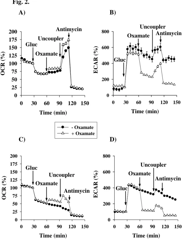 Fig. 2.  Effect of lactate dehydrogenase inhibitor sodium oxamate on mitochondrial oxygen consumption and  on  glycolytic  activity  measured  in  primary  (A,  B)  -  and  BV-2  (C,  D)  microglial  cells  in  the  presence  of  glucose