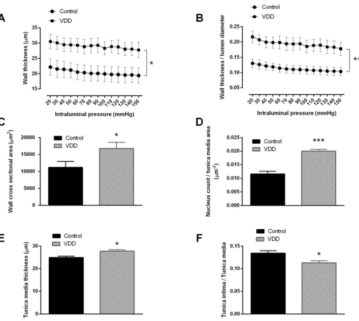 Fig 1. Cerebral artery geometry and nucleus count of the smooth muscle layer. (A) VDD significantly increased the wall thickness (  p&lt;0.05, n = 10–11) as well as (B) the wall thickness / lumen diameter ratio (  p&lt;0.01, n = 10–11)