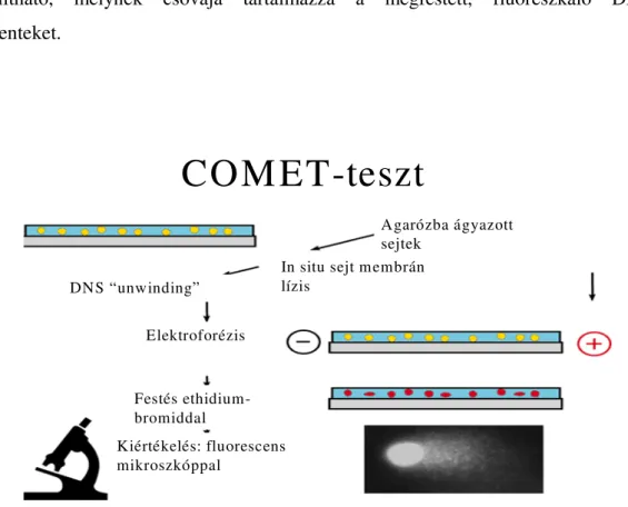 10. ábra. A Comet teszt sematikus bemutatása