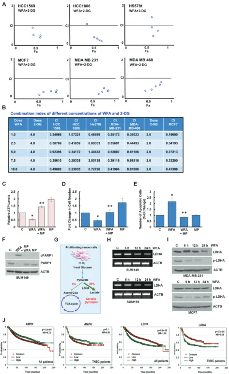 Figure 6.  Combined treatment with WFA and 2-DG synergistically inhibits breast cancer cells