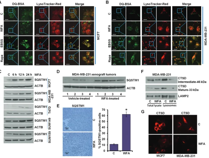 Figure 4.  WFA inhibits protein degradation in lysosomes. (A, B) MCF7 and MDA-MB-231 cells were incubated with 10 μg/ml DQ-BSA for 2 h followed by washing with  medium and treatment with 5 µM WFA or 200 nM rapamycin or starving in Earle’s balanced salt sol