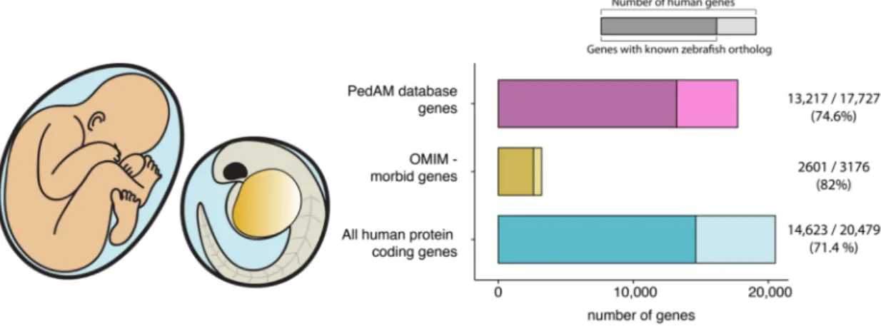 Figure 1. A high level of genetic conservation makes zebrafish an ideal genetic model organism to study pediatric disease