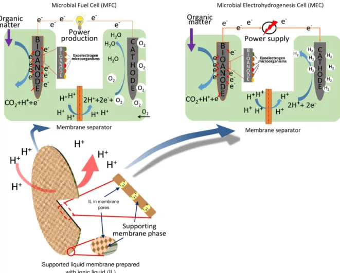 Fig. 3 – Scheme of microbial fuel cell and microbial electrohydrogenesis cell systems  highlighting the application of supported ionic liquid membrane as separator 