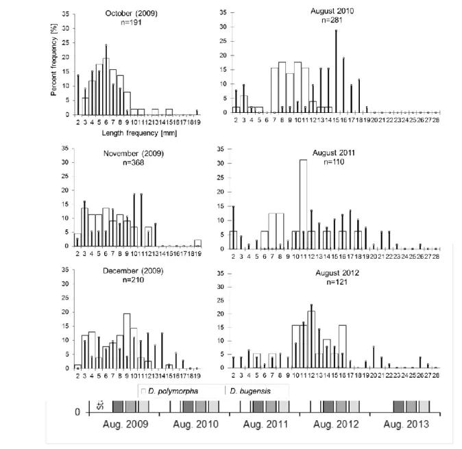 Fig.  5.  Relative  abundance  of  D.  r.  bugensis  in  the  dreissenid  population  on  experimental 900 