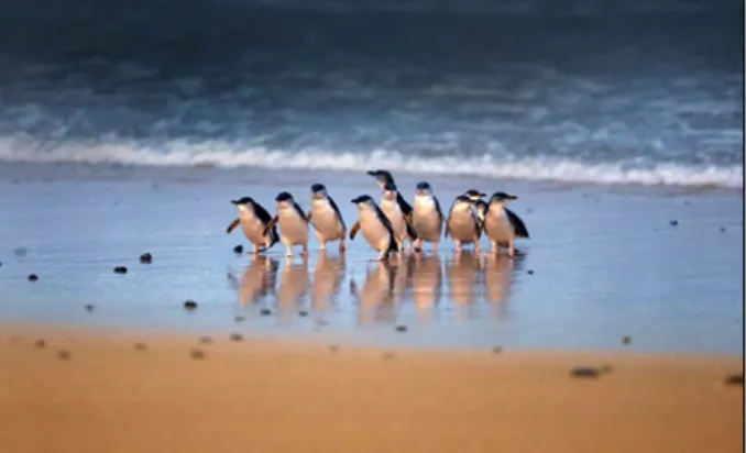 populációkat tart el (kék pingvineket (7. ábra), bukó sirályokat és egyéb különleges  madárfajokat) (http13)