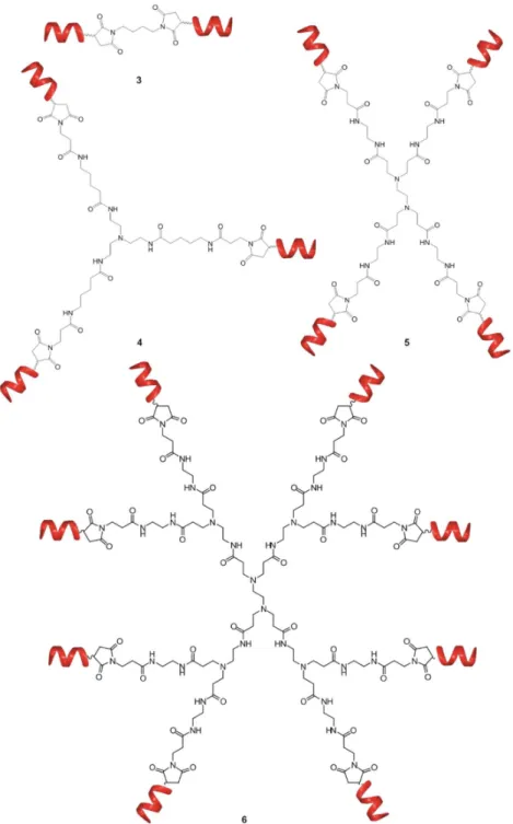 Figure  3.  Schematic  representation  of  bivalent  (3),  trivalent  (4),  tetravalent  (5)  and  octavalent  (6)  foldameric conjugates