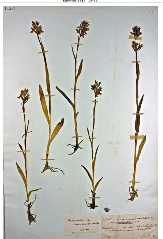 Fig. 1. Original herbarium sheet with the first collection of Dactylorhiza traunsteineri (as Orchis  ambigua var