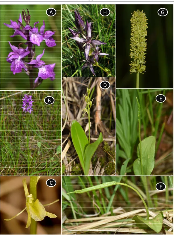 Fig. 2. Rare and endangered species from Valea Morii Nature Reserve   (photographs by A